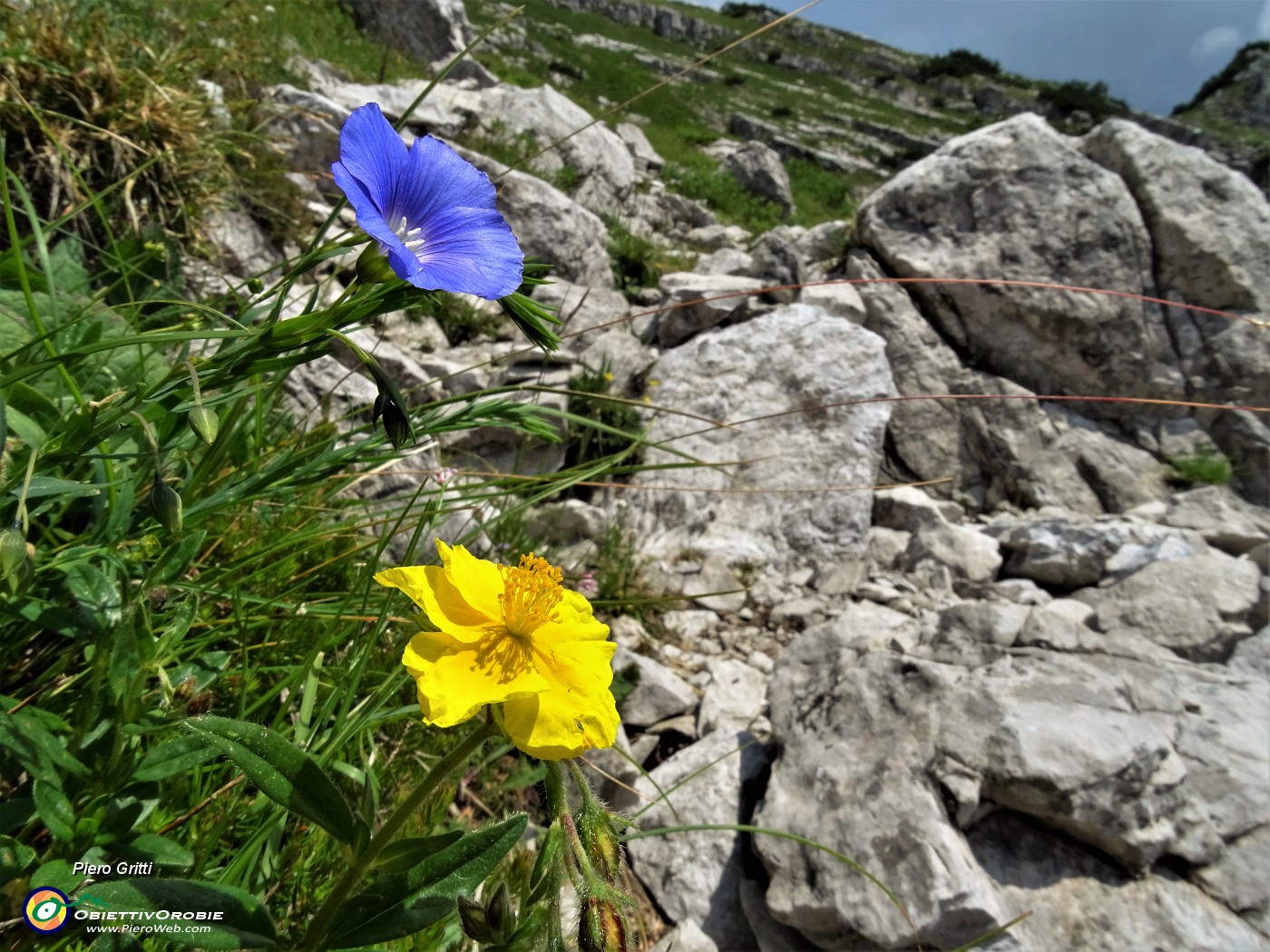 87 Lino celeste (Linum alpinum) con Ranuncolo montano (Ranunculus montanus)(.JPG